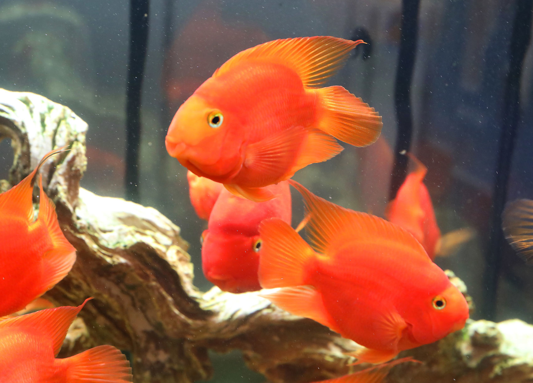 Toyos goldfish tank